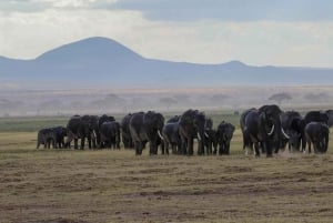 Von Nairobi aus: 2 Tage Safari zum Amboseli National Park