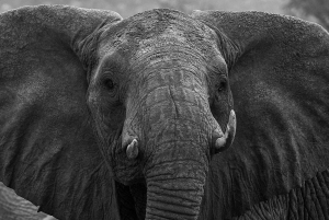 Von Nairobi aus: 2 Tage Safari zum Amboseli National Park