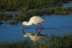 Von Nairobi aus: 2 Tage Safari zum Amboseli National Park