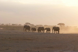 Von Nairobi aus: 2 Tage Safari zum Amboseli National Park