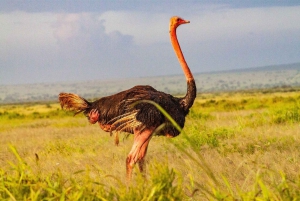 Von Nairobi aus: 2 Tage Safari zum Amboseli National Park
