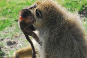 Von Nairobi aus: 2 Tage Safari zum Amboseli National Park