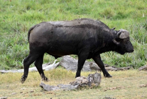 Von Nairobi aus: 2 Tage Safari zum Amboseli National Park