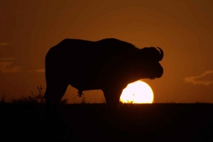 Von Nairobi aus: 2 Tage Safari zum Amboseli National Park