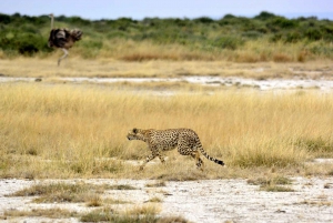 Von Nairobi aus: 2 Tage Safari zum Amboseli National Park
