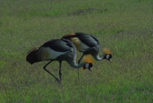 Von Nairobi aus: 2 Tage Safari zum Amboseli National Park