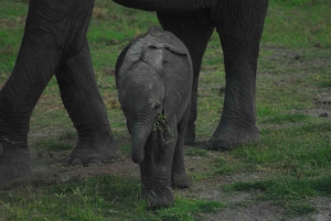 Von Nairobi aus: 2 Tage Safari zum Amboseli National Park