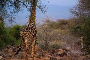 Von Nairobi aus: 2 Tage Safari zum Amboseli National Park
