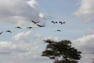 Von Nairobi aus: 2 Tage Safari zum Amboseli National Park