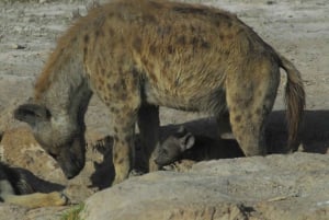 Von Nairobi aus: 2 Tage Safari zum Amboseli National Park