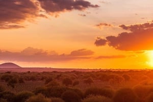 Von Nairobi aus: 2 Tage Safari zum Amboseli National Park