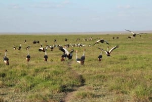 Von Nairobi aus: 2 Tage Safari zum Amboseli National Park