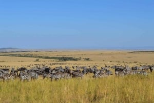 Safari privado de una noche a Maasai Mara