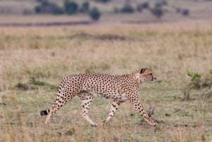 Privat safari med overnatting i Maasai Mara