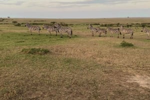 Privat safari med overnatning til Masai Mara fra Nairobi