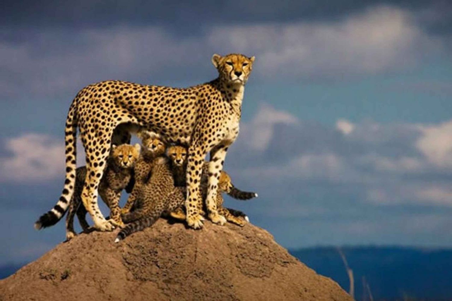 Yön yli yksityinen safari Masai Maraan