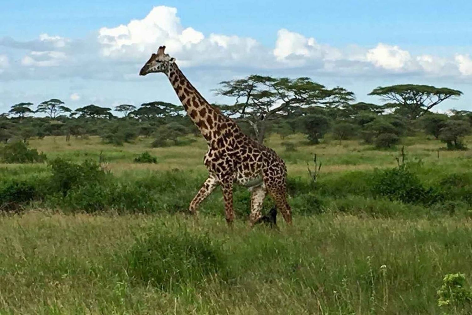 Safari privado com pernoita em Masai Mara