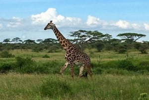 Privésafari met overnachting naar Masai Mara