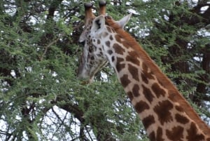 Overnatting privat safari til Masai Mara