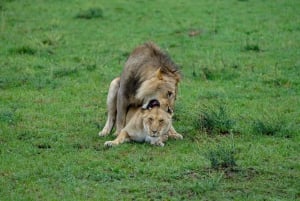 Safari privado de una noche a Masai Mara