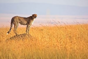 Overnight Private Safari To Masai Mara