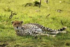Yön yli yksityinen safari Masai Maraan