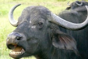 Overnight Private Safari To Masai Mara