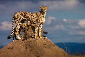 Privat safari med overnatting til Masai Mara