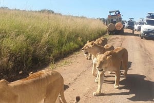 Privat safari med overnatting til Masai Mara