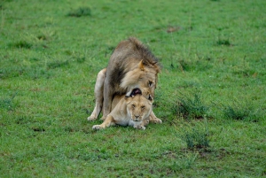 Privat safari med overnatting til Masai Mara