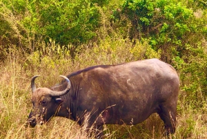 Privat safari med overnatting til Masai Mara