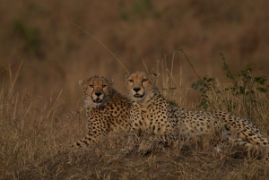 Privat safari med overnatting til Masai Mara