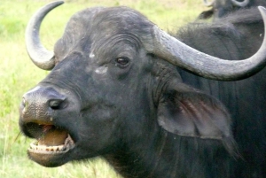 Privat safari med overnatting til Masai Mara