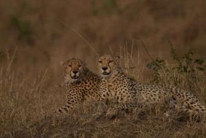 Safari privado com pernoita em Masai Mara