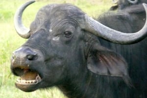 Safari privado com pernoita em Masai Mara