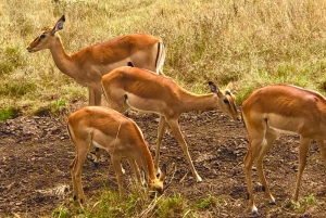 Overnight Private Safari To Masai Mara