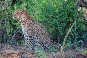 Privé-safari met overnachting naar Severin Camp vanuit Mombasa