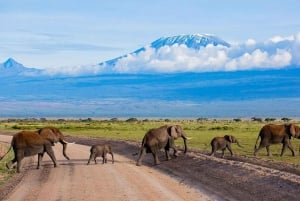 Safári com pernoite no Parque Nacional Amboseli
