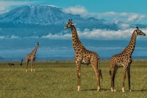 Safari nocturno en el Parque Nacional de Amboseli