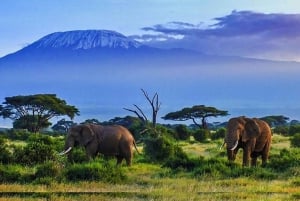 Yöpyminen Amboselin kansallispuistossa