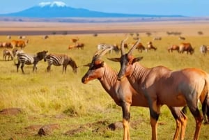 Safari med övernattning i Amboseli nationalpark