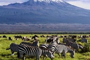 Safari avec nuitée dans le parc national d'Amboseli