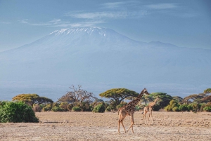 Safari z noclegiem w Parku Narodowym Amboseli