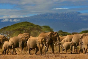 Safari con pernottamento nel Parco Nazionale di Amboseli