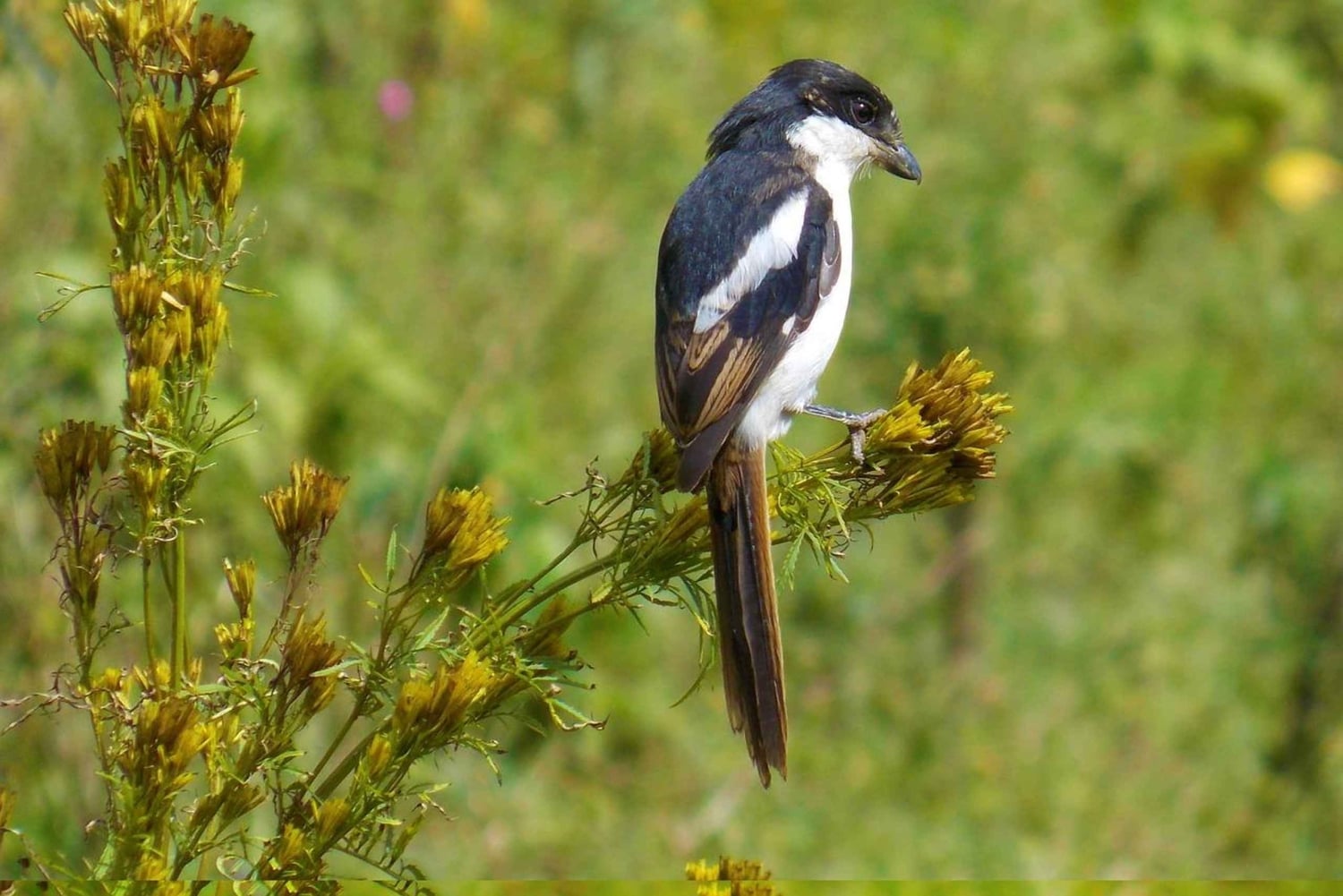 SAFARI DE NUIT AU LAC NAKURU ET AU LAC BOGORIA