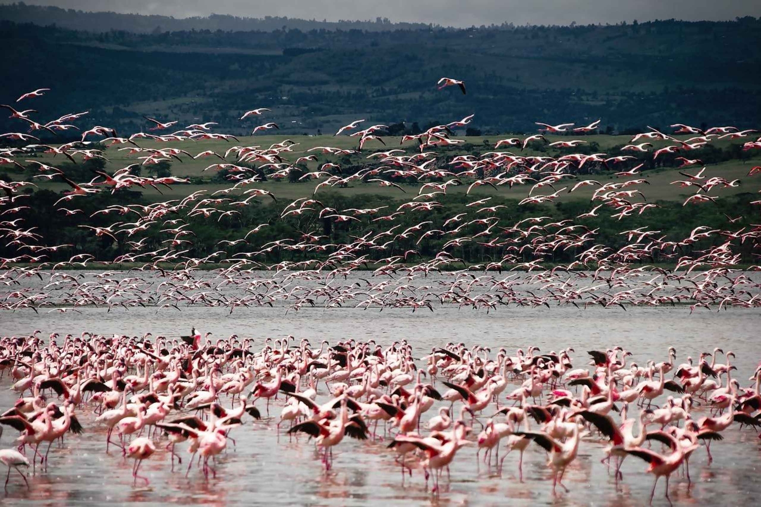 SAFARI DE NUIT AU LAC NAKURU ET AU LAC BOGORIA