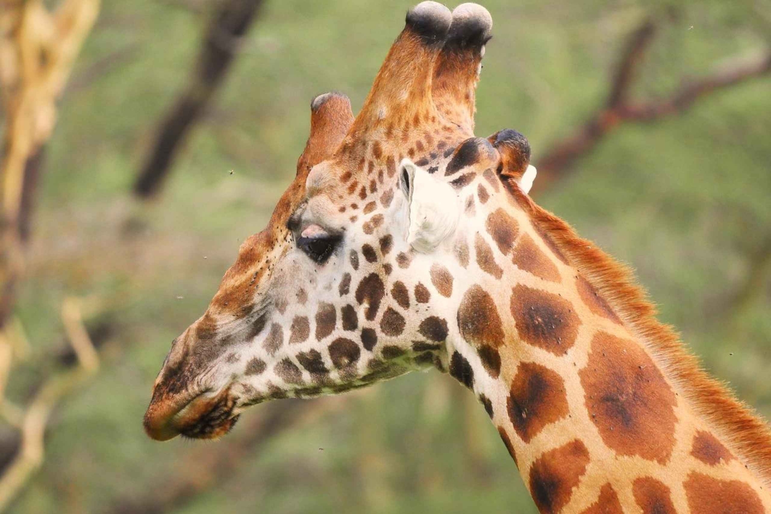 SAFARI DE NUIT AU LAC NAKURU ET AU LAC BOGORIA