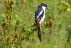 SAFARI DE NUIT AU LAC NAKURU ET AU LAC BOGORIA