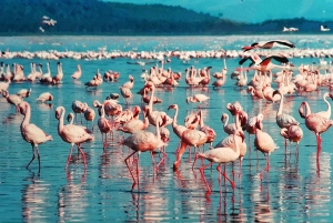 SAFARI DE NUIT AU LAC NAKURU ET AU LAC BOGORIA
