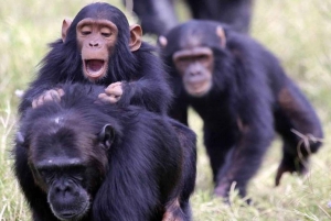 Overnight Safari to Olpejeta Conservancy and Mount Kenya.
